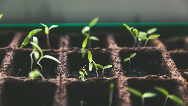 Catalytic Fund Management